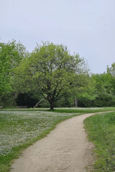 parc hermitage lormont paquerete arbre fleuri.