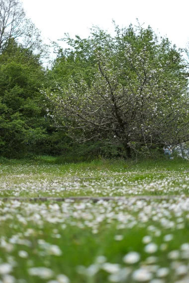 parc hermitage lormont paquerettes et arbre fleuri 2.
